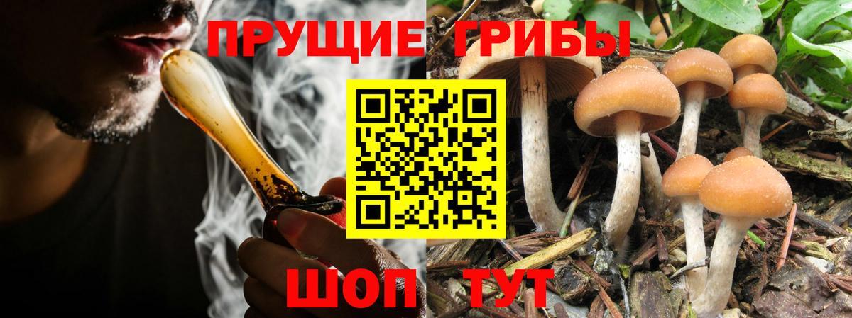 Псилоцибиновые грибы прущие грибы Вятские Поляны